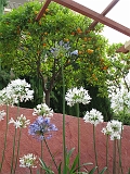 Menton - Fontana Rosa (43)